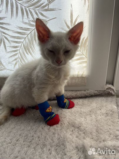 Котик