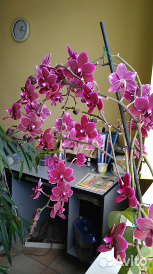 Орхидея (восковик)