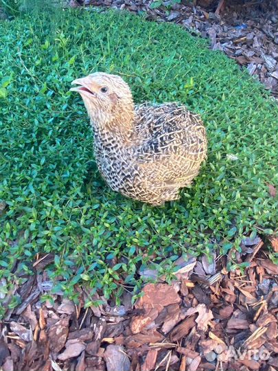 Инкубационное яйцо Фараон