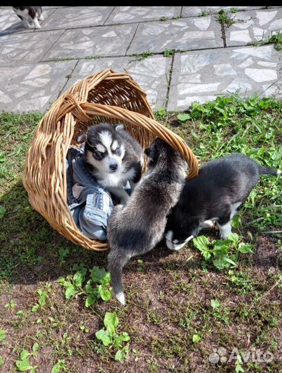 Хасята(щенки)