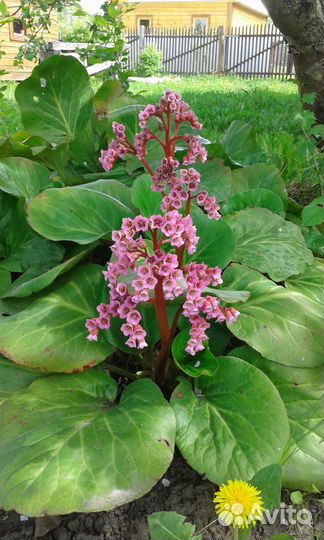 Многолетники для сада цветы