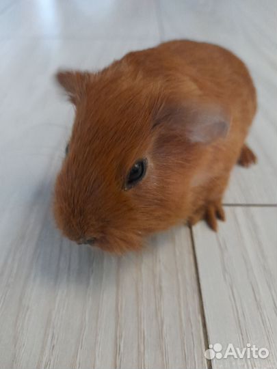 Морская свинка