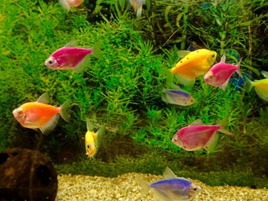 Тернеция glofish