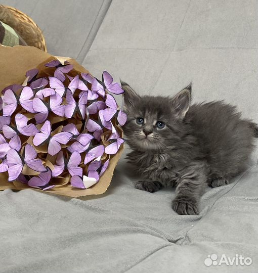 Котятки мейн кун