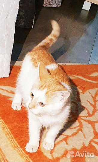 Котенок рыжий чудный мальчик