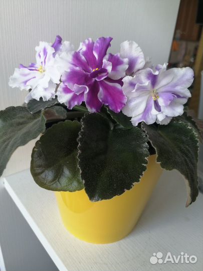 Сортовые фиалки