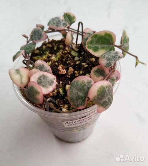 Ceropegia Woodi Variegata
