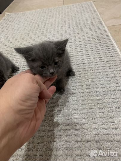 Британские котята