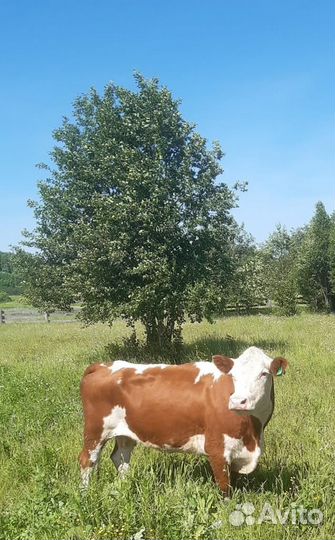 Телки Герефорд класса класса элита и элита-рекорд