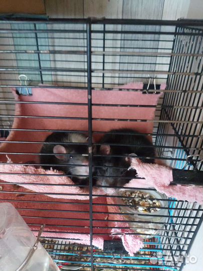 Крыски девочки