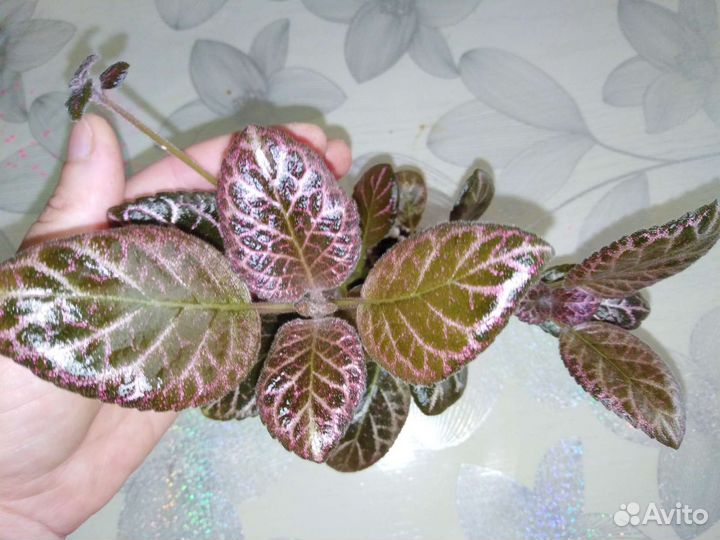 Декоративно лиственные растения