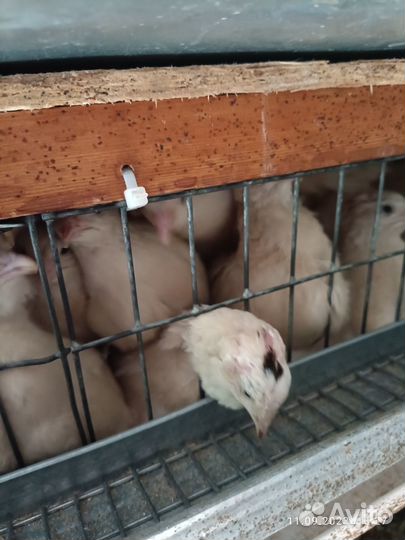 Перепела продажа