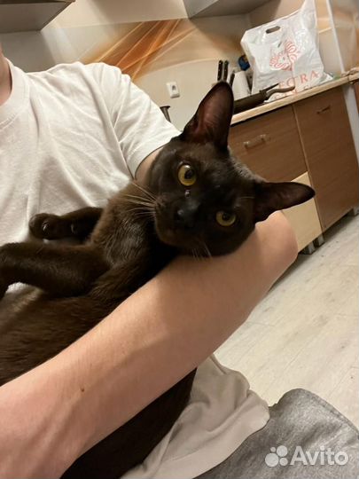 Передержка домашних животных