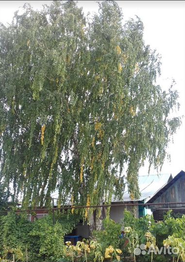 Спил деревьев, арборист