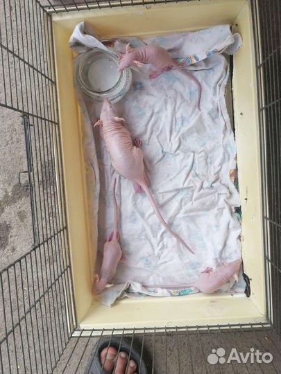 Лысые крысы сфинкс