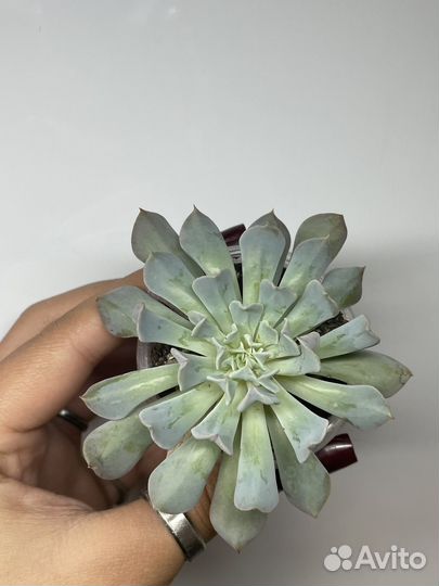 Суккуленты