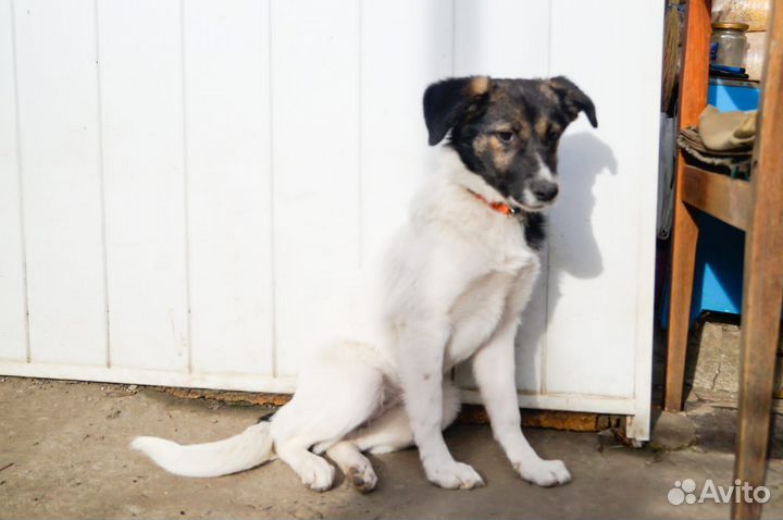 Ищет дом щенок не крупной Собачки Нелли