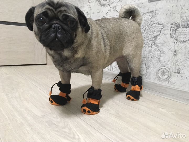 Обувь для собак