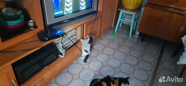 Отдам в добрые руки котят