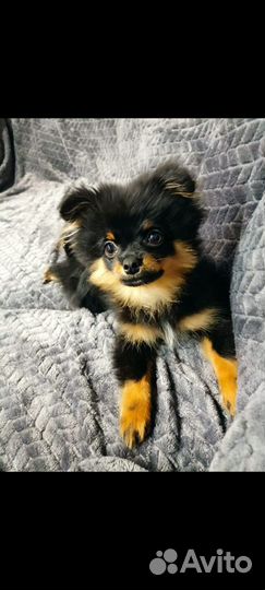 Померанский шпиц