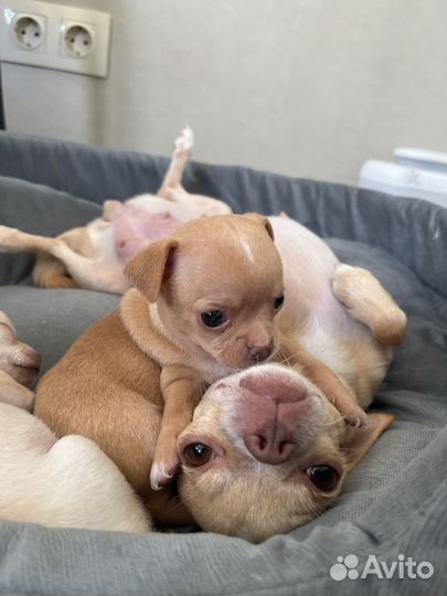 Мини чихуахуа девочка