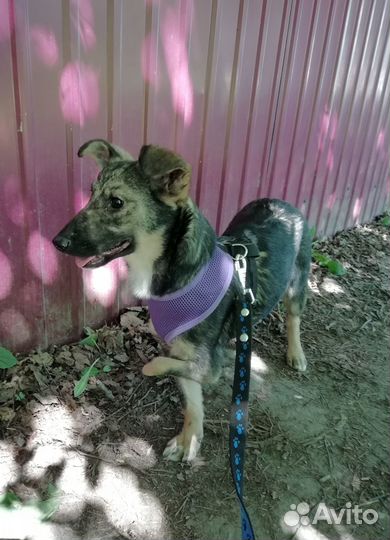 Лана - трехлапая девочка