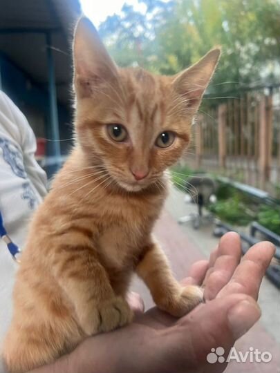 Рыжий котенок девочка