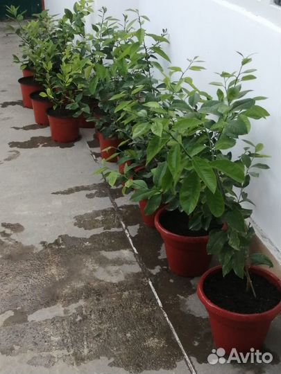 Лимонное дерево