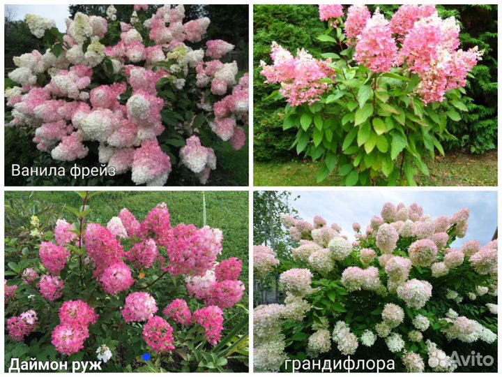 Саженцы плодовых декоративных и хвойных растений