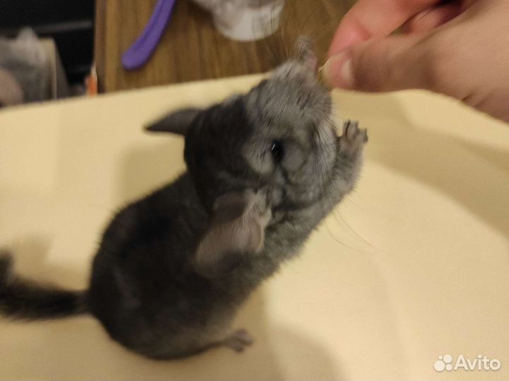 Шиншилла, серый стандарт