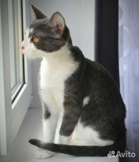 Кот мышелов