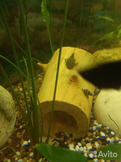 Продам коряги