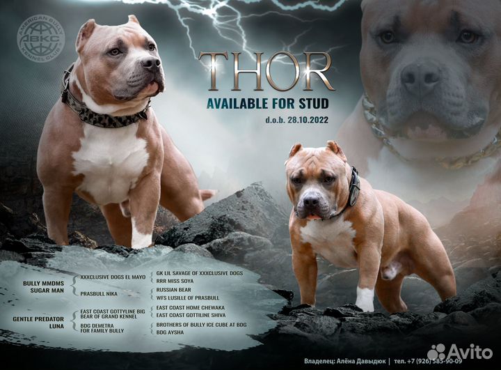 Американский булли вязка