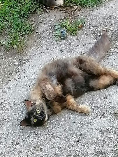 Кошечка в добрые руки