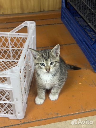 Котята 1,5 месяца