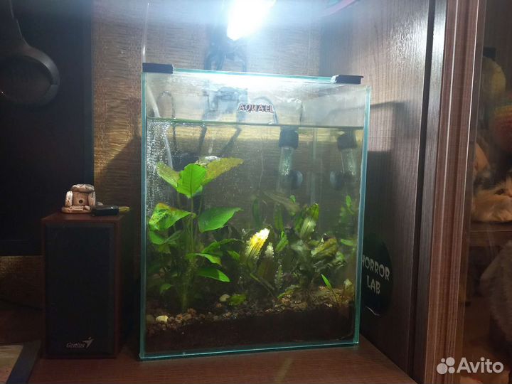 Аквариум aquael 20 литров с растениями и грунтом