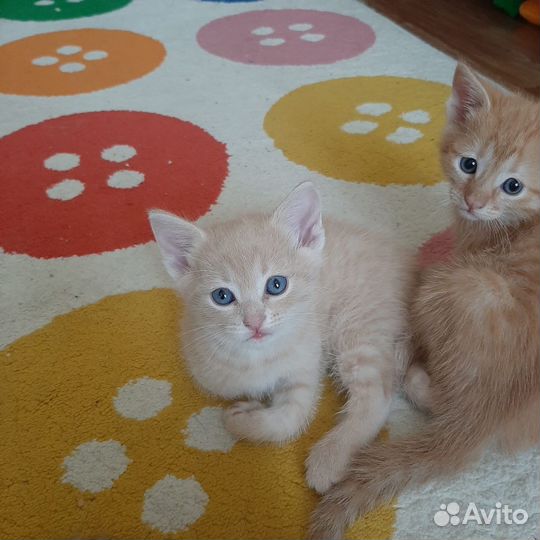 Котята