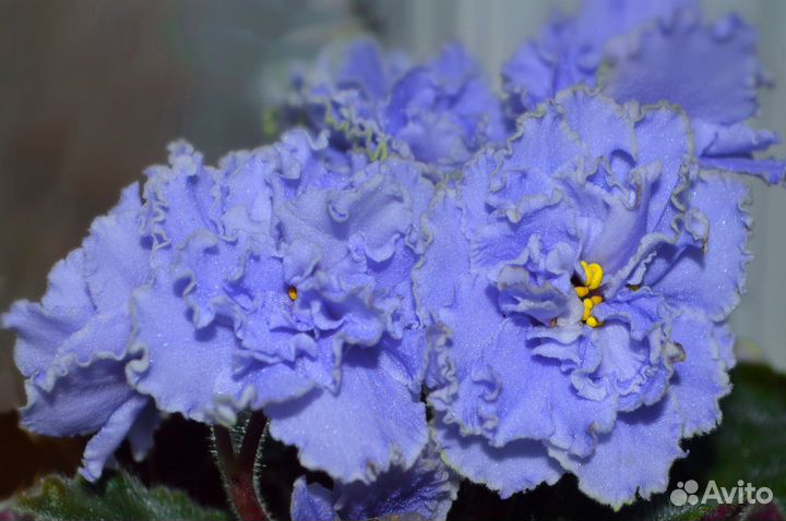 Фиалки сортовые коллекционные