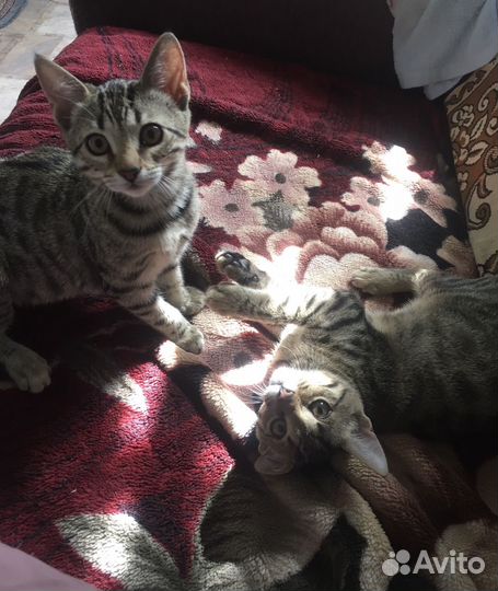 Бенгальские котята серебро и золото