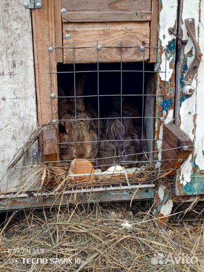 Кролики великаны