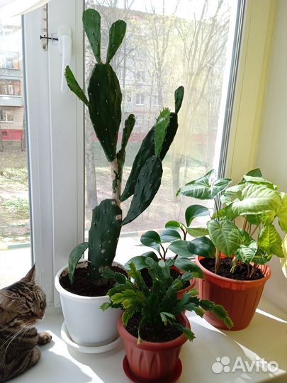 Комнатные цветы