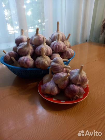 Чеснок