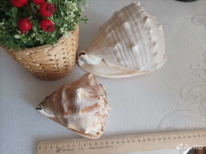 Ракушки с Кубы