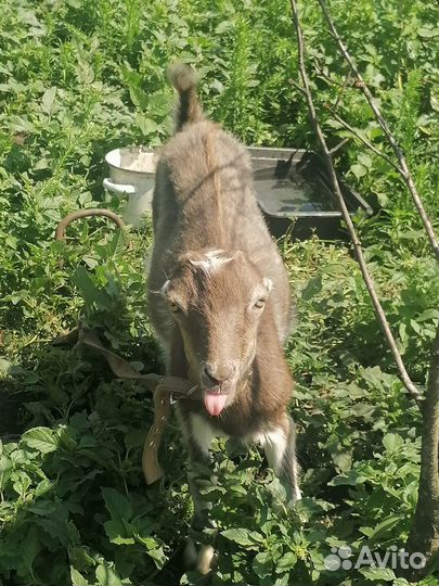 Козлики ламанча 100