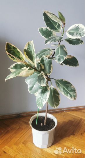 Фикус тинеке