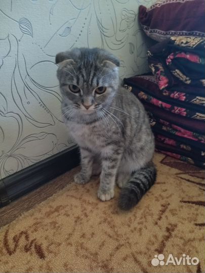 Шотландская вислоухая