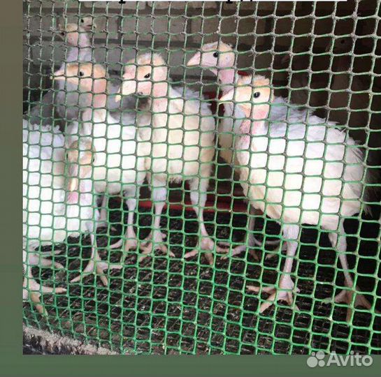 Реализация суточного и подрощенного молодняка