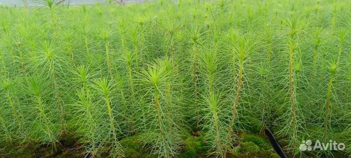 Сеянцы ели зкс от производителя