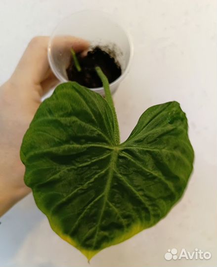 Комнатные растения