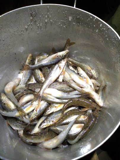 Участок 125 га (СНТ, ДНП)